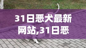 31日恶犬最新网站，学习、自信与快乐人生的共舞之旅