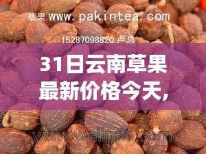 云南草果最新价格走势分析与今日观点探讨，今日价格及趋势分析