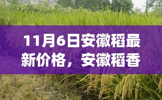 安徽稻香四溢，科技引领新稻价风潮，安徽稻最新价格与科技产品体验之旅（11月6日）