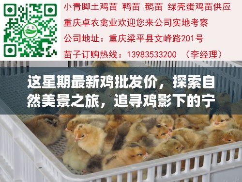 本周鸡影下的自然探索与最新批发价揭秘