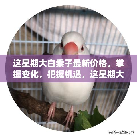 本周大白黍子价格动态，把握机遇，探寻价格背后的励志故事