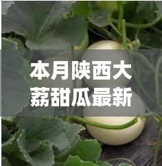 陕西大荔甜瓜最新价格走势分析，本月市场动态及市场波动因素探讨